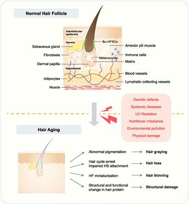 Signaling pathways in hair aging